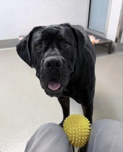 An adult extra large-sized female Neapolitan Mastiff dog named Camembert for adoption in Roseville, CA