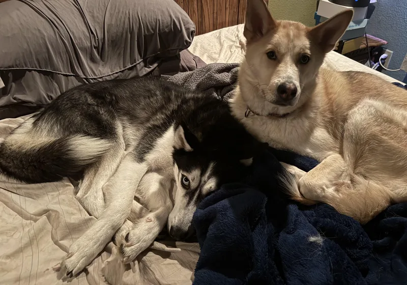 An adult medium-sized male Black Siberian Husky dog named Vento for adoption in La Motte, IA