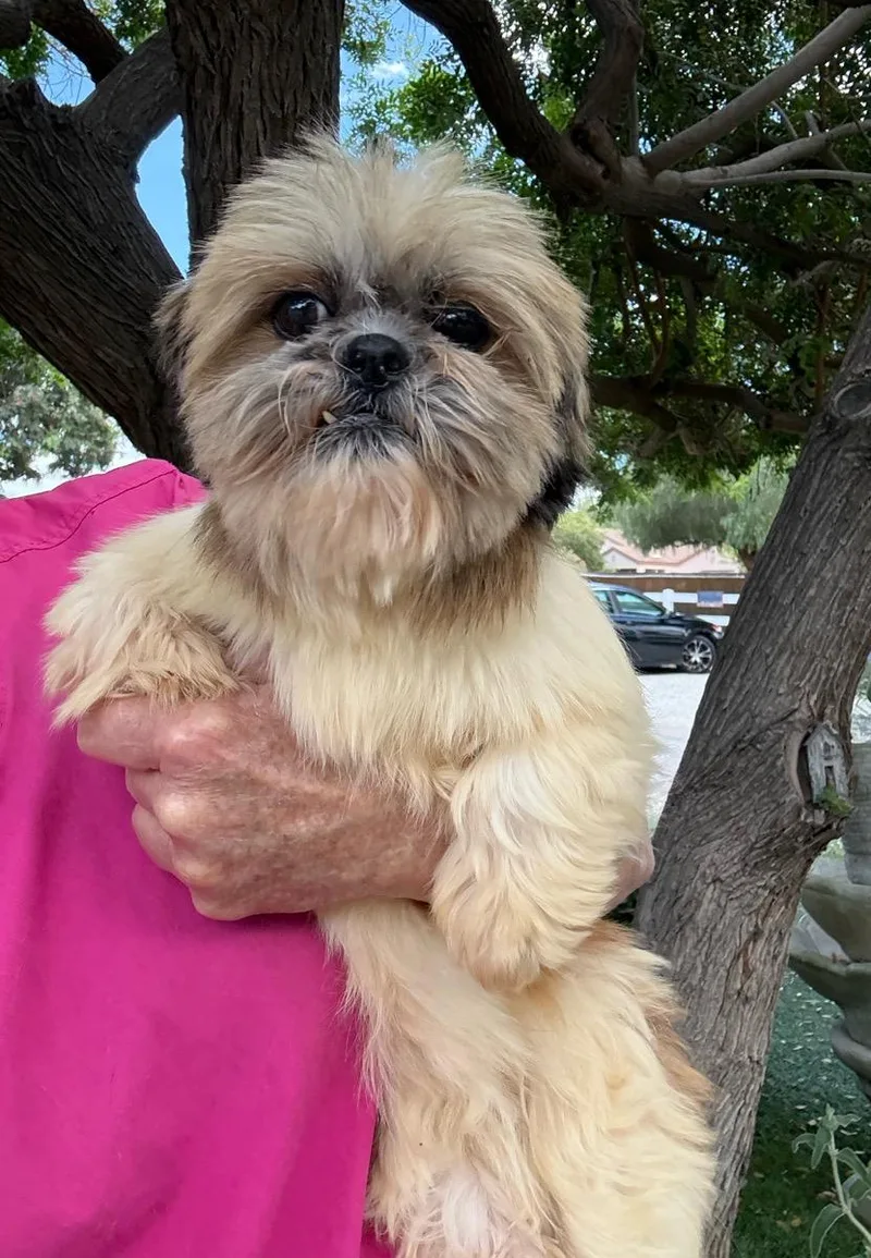 An adult small-sized female Yellow / Tan / Blond / Fawn Shih Tzu dog named Bonnie for adoption in Temecula, CA