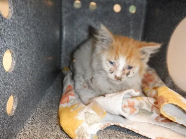 A baby small-sized male Domestic Medium Hair cat named Buck for adoption in San Jose, CA