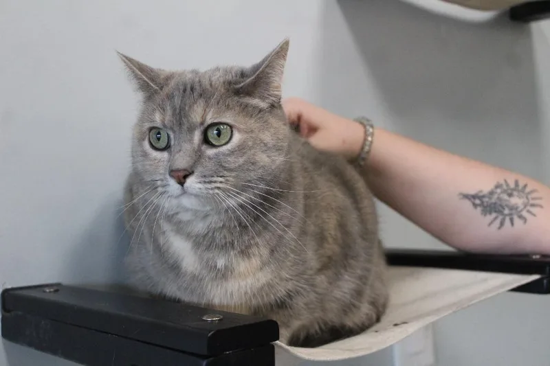 Tagalong thumbnail 2