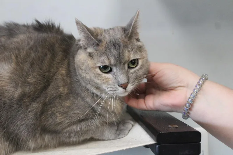 Tagalong thumbnail 3