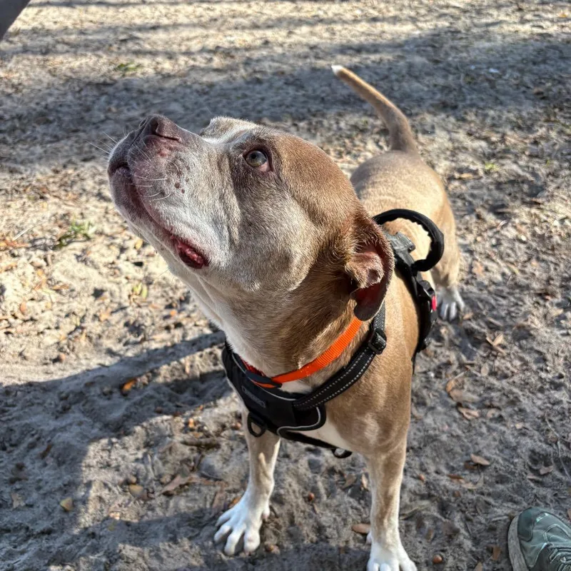 An adult medium-sized male Brown / Chocolate Mixed Breed dog named Hamlet for adoption in Gainesville, FL