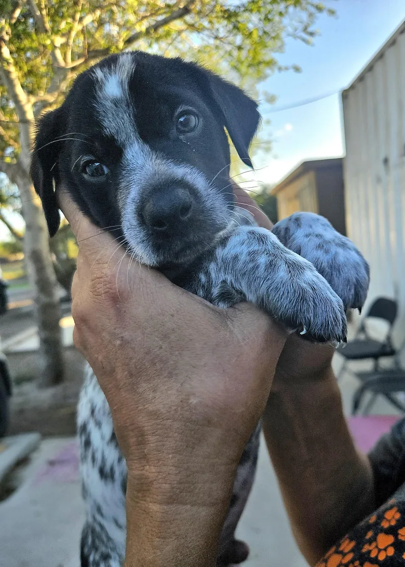 A baby small-sized male Australian Cattle Dog / Blue Heeler dog named Bam Bam for adoption in CORPUS CHRISTI, TX