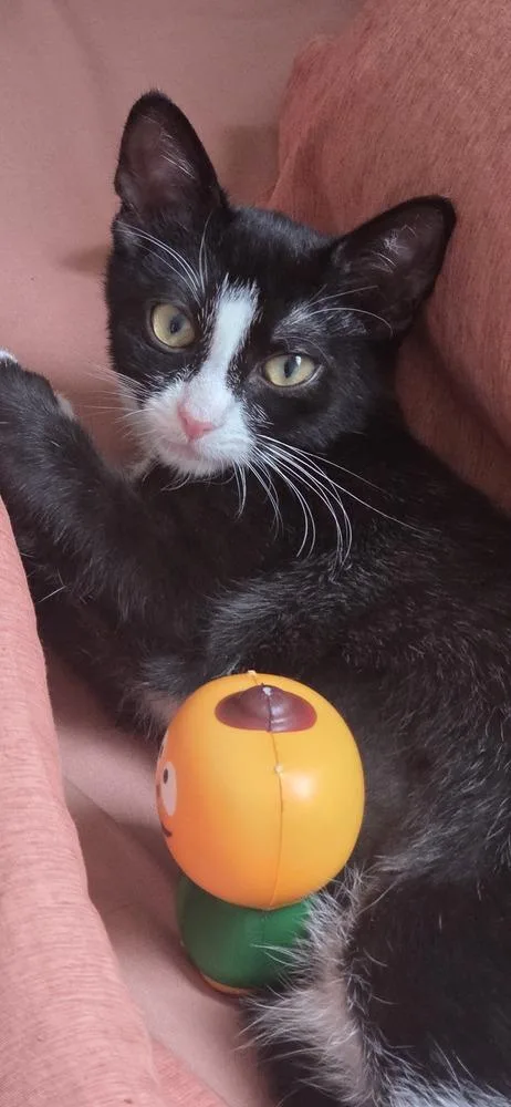A baby small-sized female Domestic Short Hair cat named Sequoia for adoption in Duxbury, MA