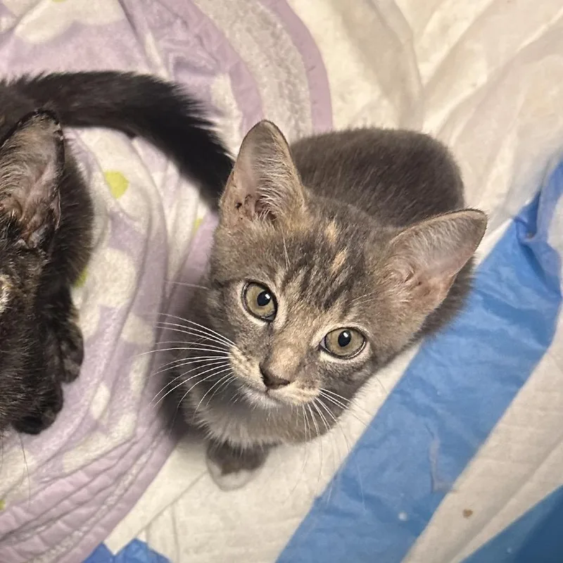 A baby small-sized female Calico Domestic Short Hair cat named Strawberry for adoption in North Port, FL