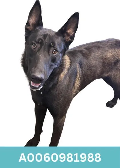 A young medium-sized male Belgian Shepherd / Malinois dog named Ezekiel for adoption in Red Bluff, CA