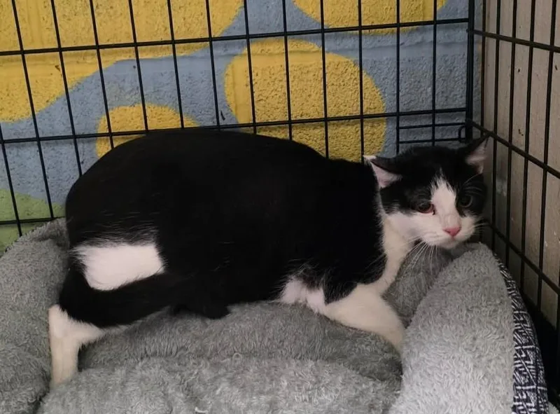 An adult large-sized female Black Domestic Short Hair cat named Cynthia for adoption in Rockwall, TX