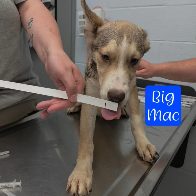 A baby small-sized male Brown / Chocolate Husky dog named Big Mac for adoption in Parkersburg, WV