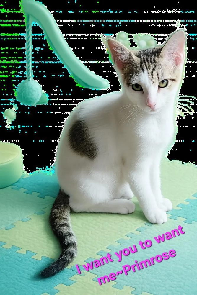 A baby small-sized female Domestic Short Hair cat named Primrose for adoption in Dallas, TX