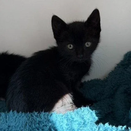A baby small-sized female Black Domestic Short Hair cat named Bitsy for adoption in Oakland, CA