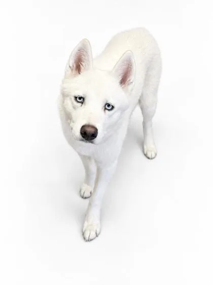 An adult large-sized male Siberian Husky dog named Kasper for adoption in Bowling Green, KY
