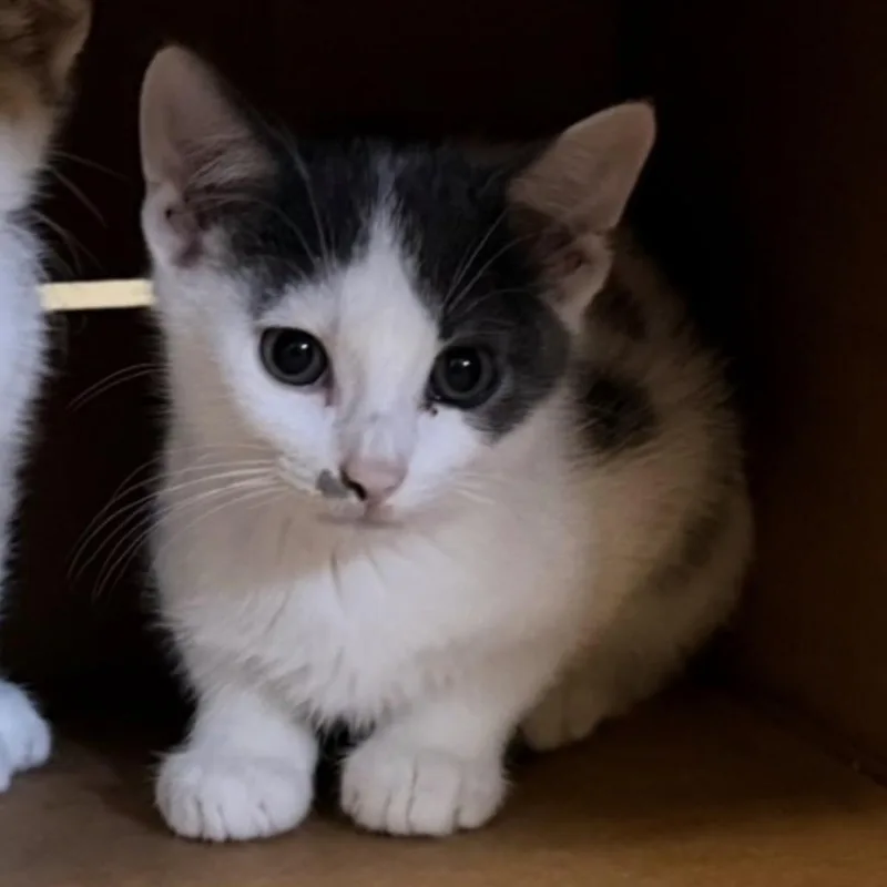 A baby small-sized male White Domestic Short Hair cat named Carl for adoption in Coralville, IA