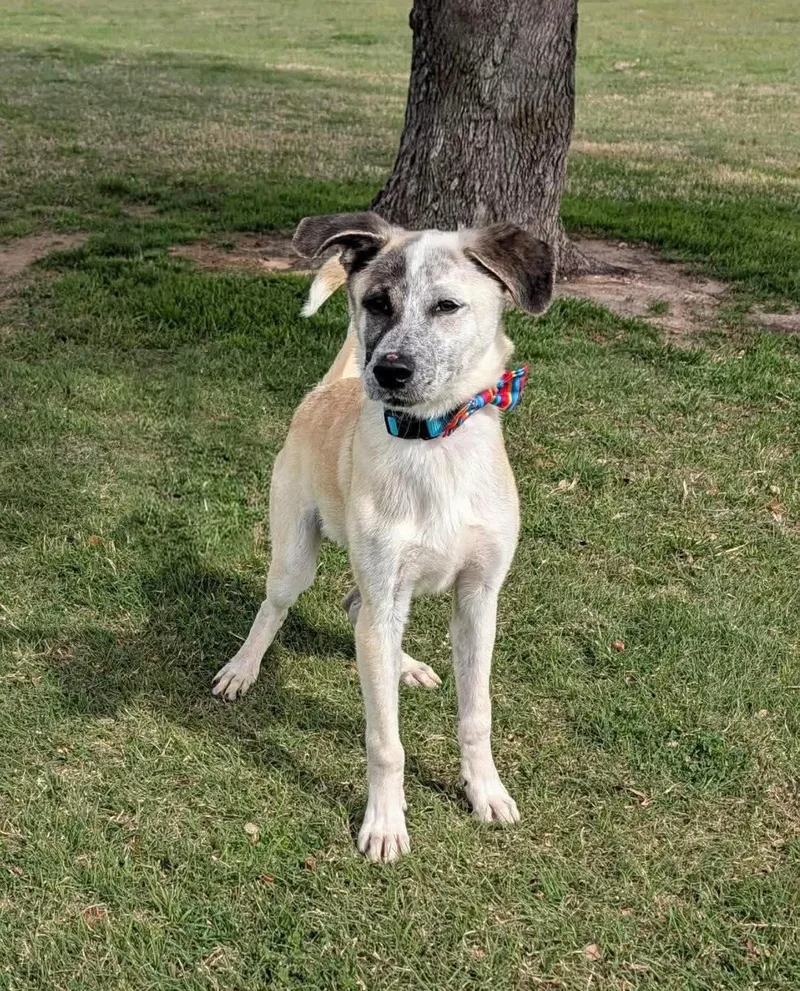A young large-sized male Anatolian Shepherd dog named Flounder  Cs for adoption in Columbia, MD