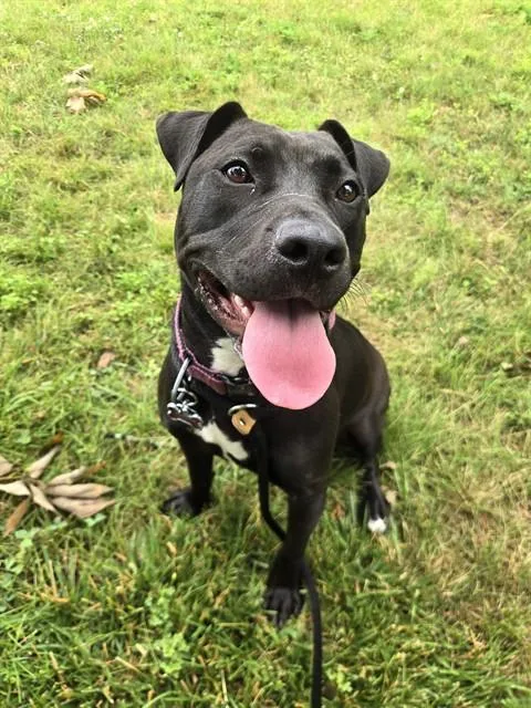A young large-sized female Labrador Retriever dog named Pepper for adoption in Olivette, MO
