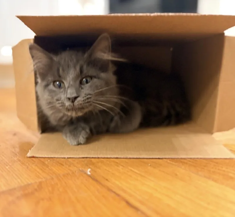 A baby small-sized female Gray / Blue / Silver Domestic Medium Hair cat named Sangria for adoption in Lake Wylie, SC