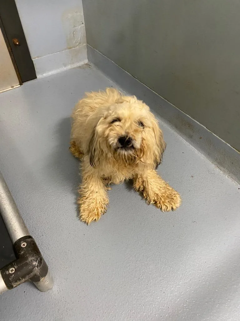 A young small-sized male Mixed Breed dog named Kip for adoption in Cartersville , GA