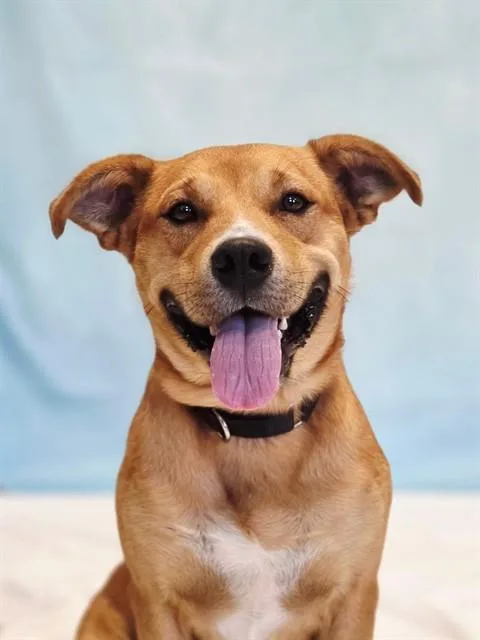 A young medium-sized male Labrador Retriever dog named Glenn for adoption in Statesville, NC