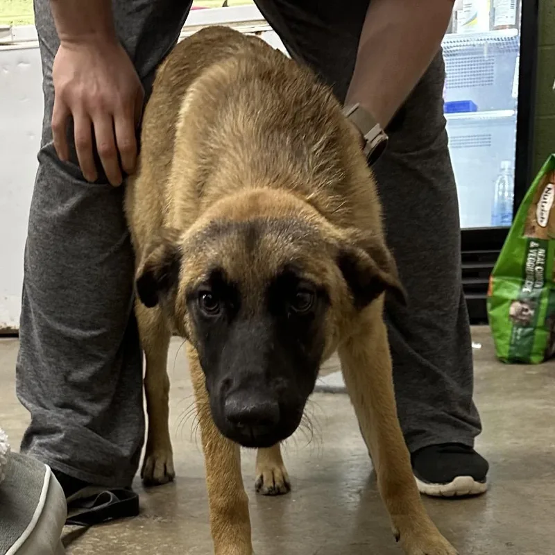 A baby small-sized female Red / Chestnut / Orange Shepherd dog named Berry for adoption in Corbin, KY
