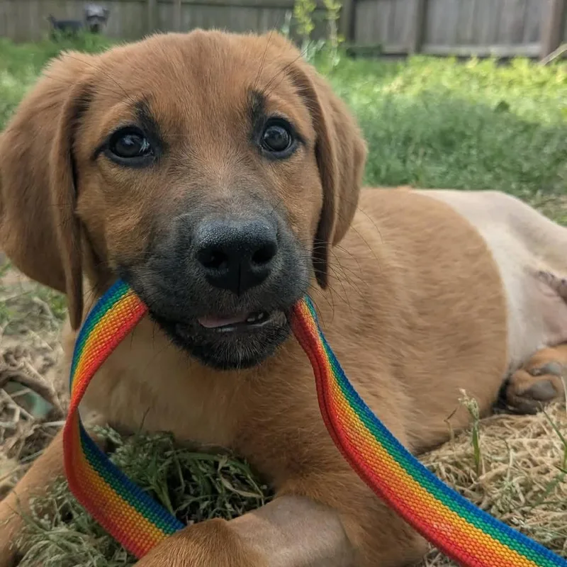 A baby small-sized female Red / Chestnut / Orange Labrador Retriever dog named Louise for adoption in Chesapeake, VA