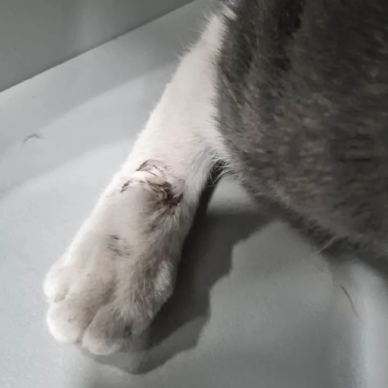 An adult medium-sized male Gray / Blue / Silver Domestic Short Hair cat named Nathan for adoption in Bismarck, ND