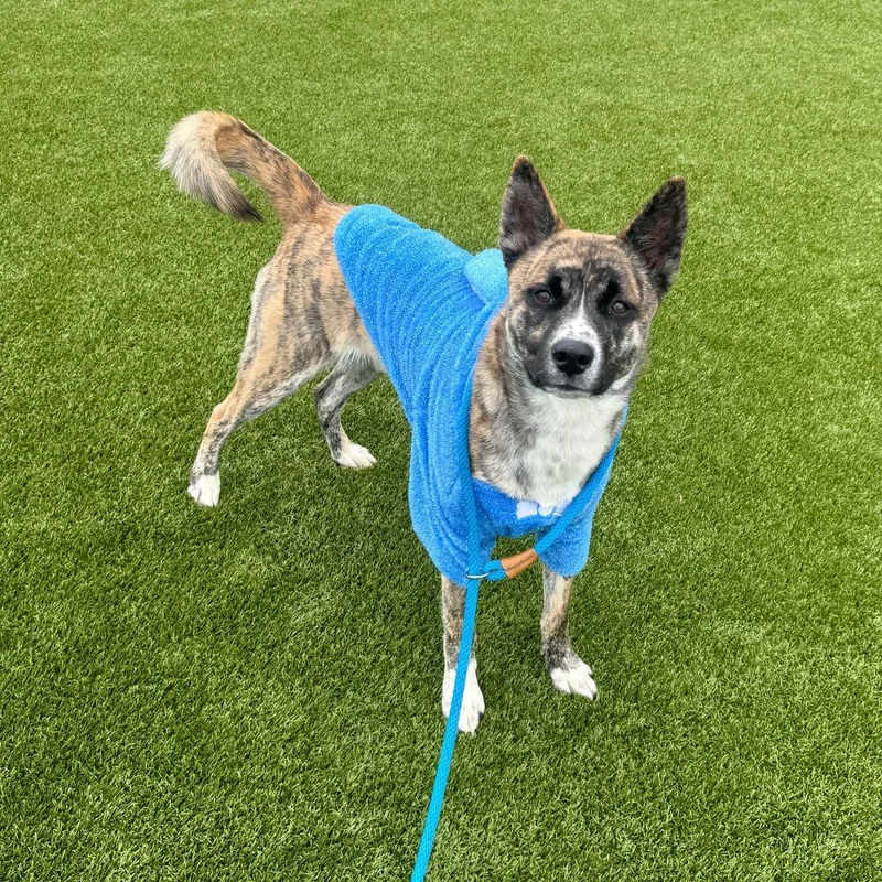 A young medium-sized male Brindle Shepherd dog named Chin for adoption in Fort Wayne, IN