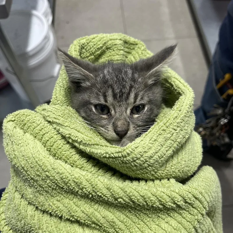 A baby small-sized male Gray / Blue / Silver Domestic Short Hair cat named Templeton for adoption in Newark, NJ