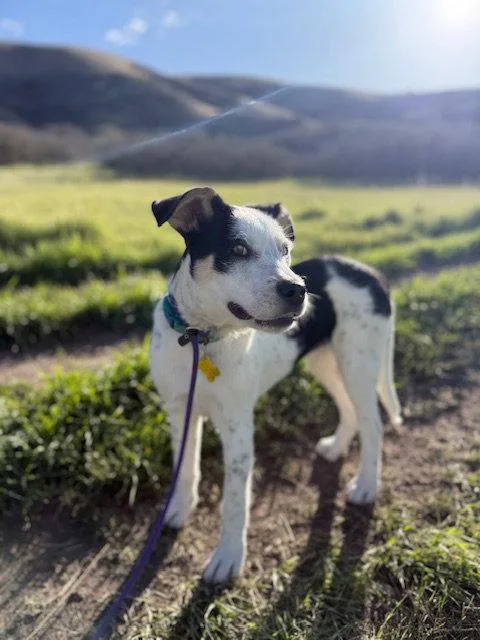 Gizmita