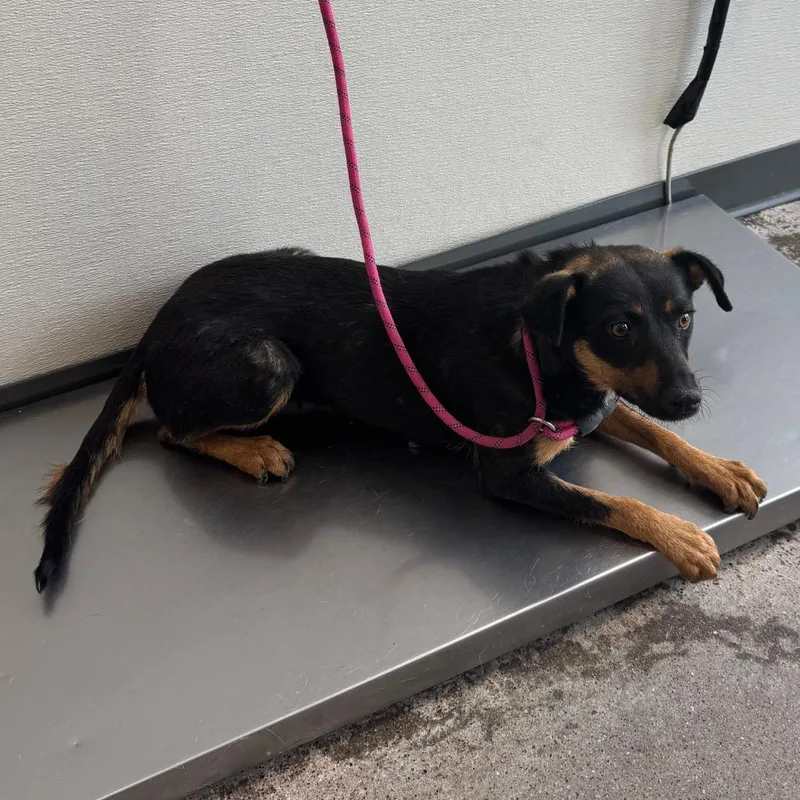 An adult medium-sized female Black Mixed Breed dog named Jen for adoption in Las Cruces, NM
