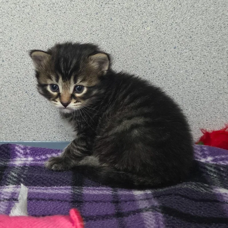 A baby small-sized male Gray / Blue / Silver Domestic Short Hair cat named Mackerel for adoption in Newport, TN