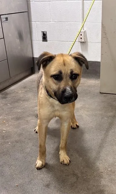 An adult medium-sized male German Shepherd Dog dog named Zuko for adoption in Upper Marlboro, MD