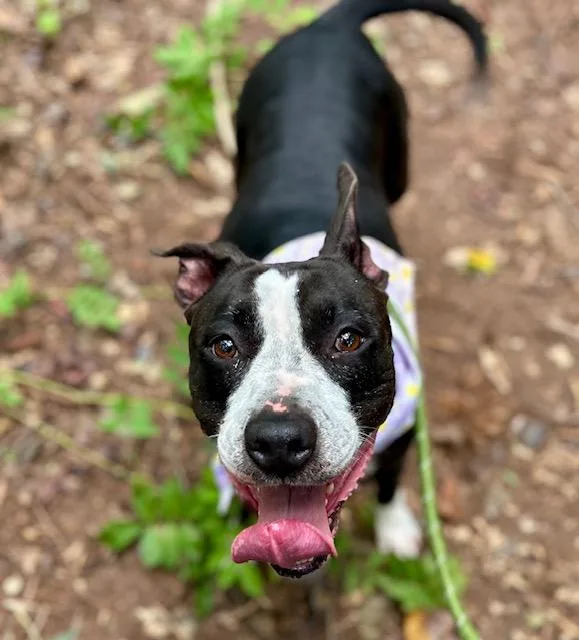 An adult large-sized female Pit Bull Terrier dog named Zoey for adoption in Charlotte, NC