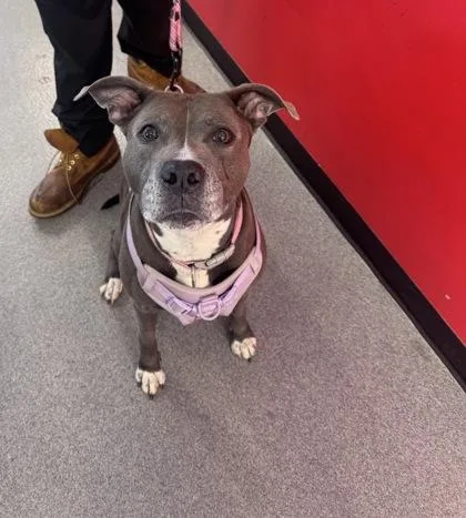 An adult medium-sized female Mixed Breed dog named Snow White for adoption in West Chester, PA