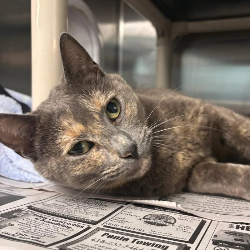 An adult medium-sized female Tortoiseshell Domestic Short Hair cat named Ina Garten Petsmart Belleville for adoption in Belleville, IL