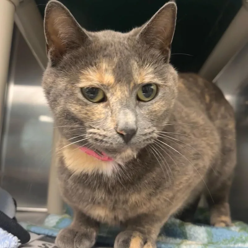 Ina Garten Petsmart Belleville thumbnail 2