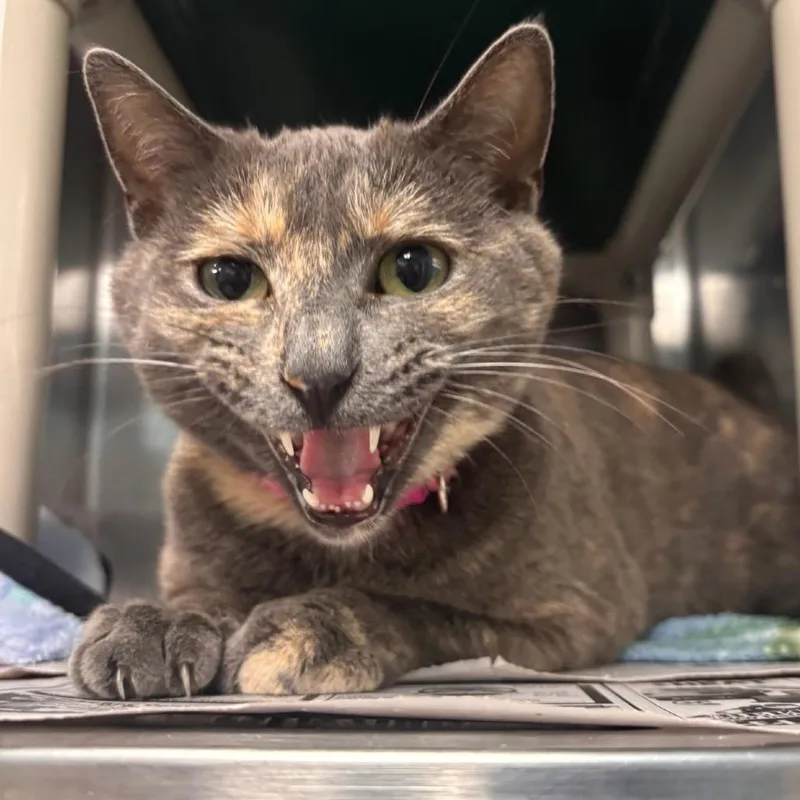 Ina Garten Petsmart Belleville thumbnail 3