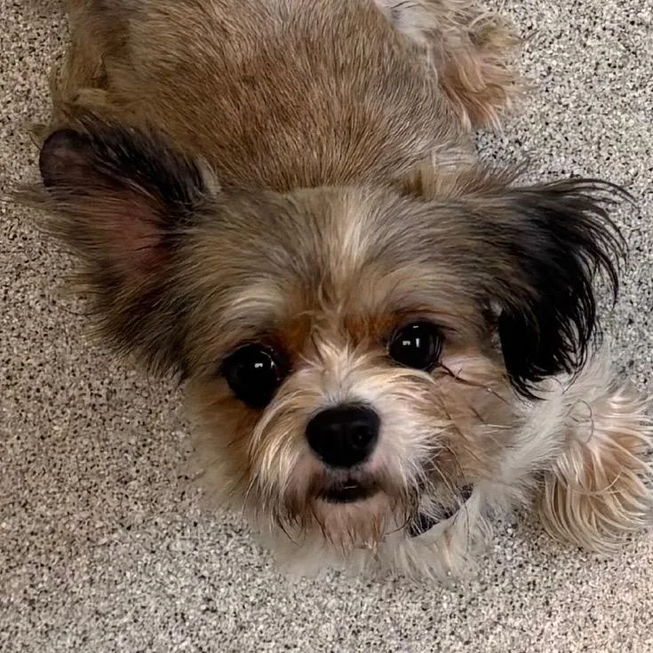 A young small-sized male Brown / Chocolate Mixed Breed dog named Floyd for adoption in Naperville, IL