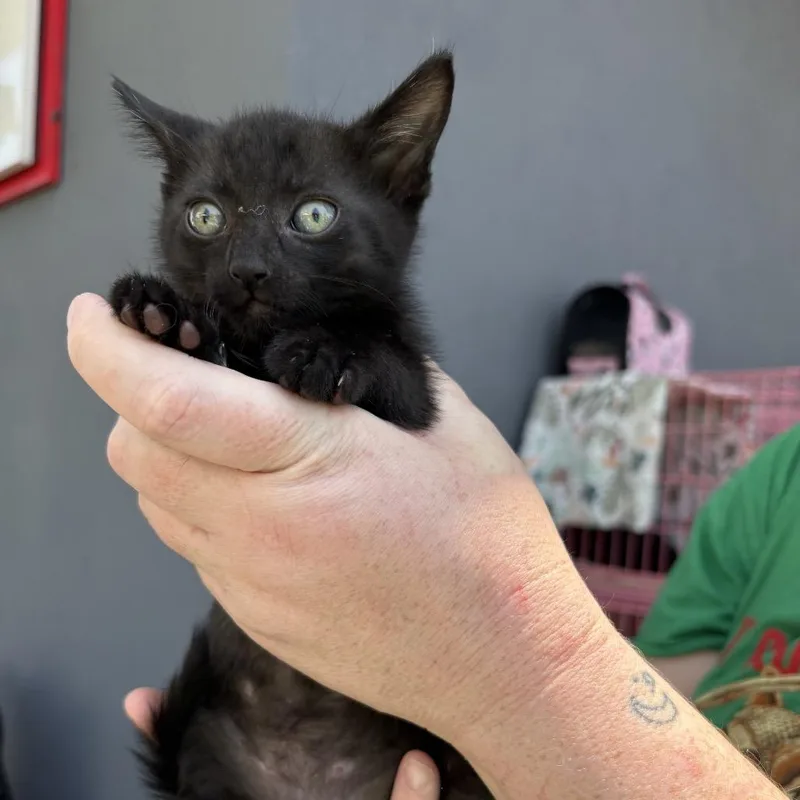 A baby small-sized male Black Domestic Short Hair cat named Glover for adoption in Los Angeles, CA