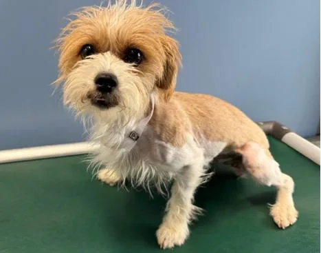 A young small-sized female Brown / Chocolate Jack Russell Terrier dog named Pearl for adoption in San Clemente, CA