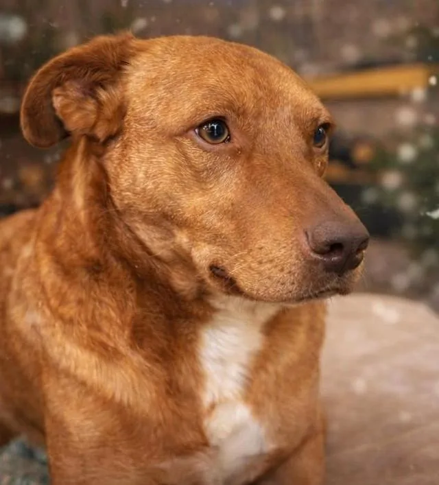 An adult medium-sized male Australian Cattle Dog / Blue Heeler dog named Gunner for adoption in TULSA, OK