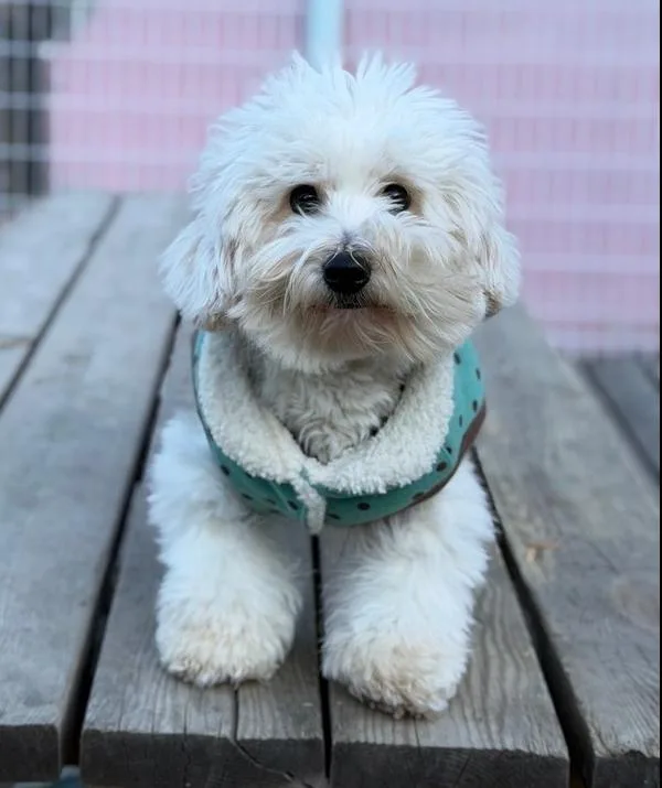 An adult small-sized female White / Cream Coton de Tulear dog named Mira for adoption in Long Island City, NY