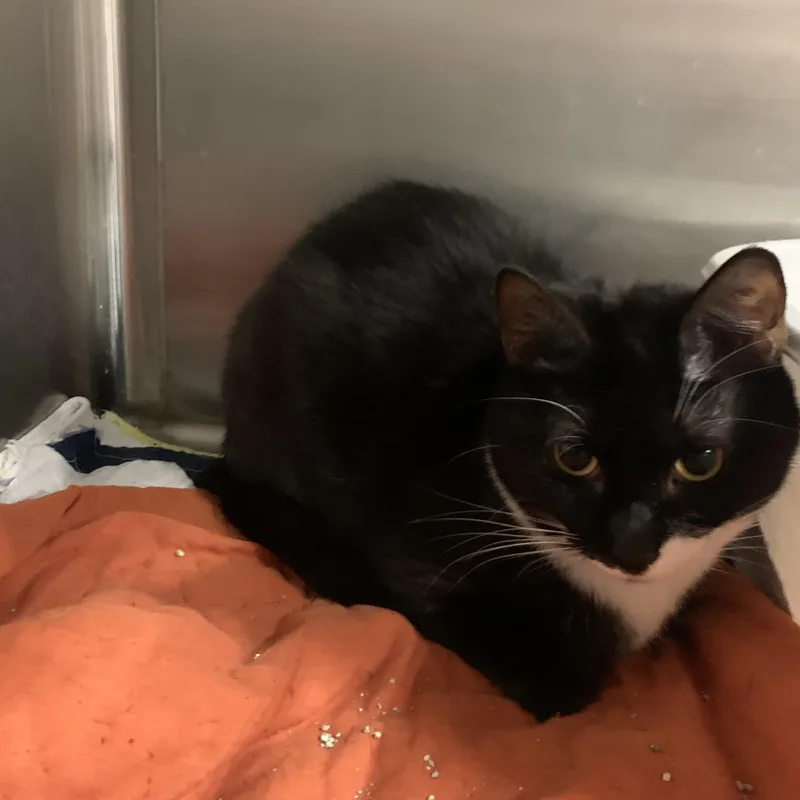 Precious &  Grace thumbnail 4