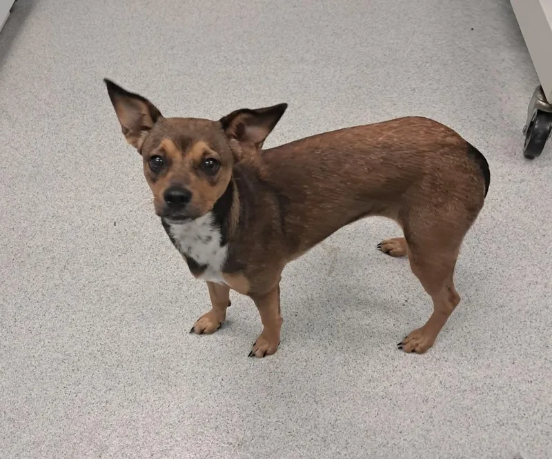 A young small-sized female Brown / Chocolate Chihuahua dog named Bon Bon for adoption in Frankfort, KY