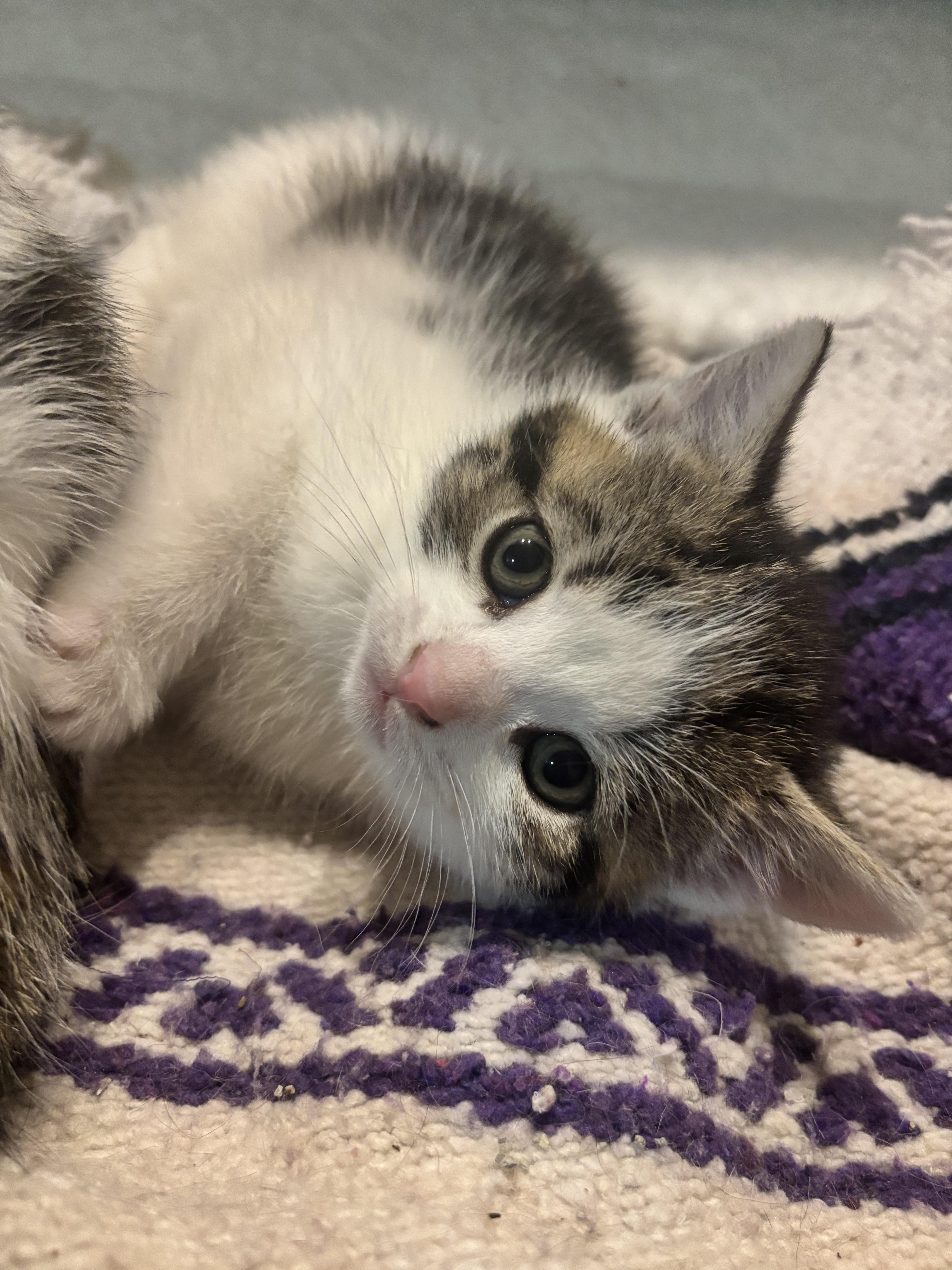 A baby medium-sized male Tabby (Brown / Chocolate) Domestic Short Hair cat named Madsen for adoption in Hudson, NY