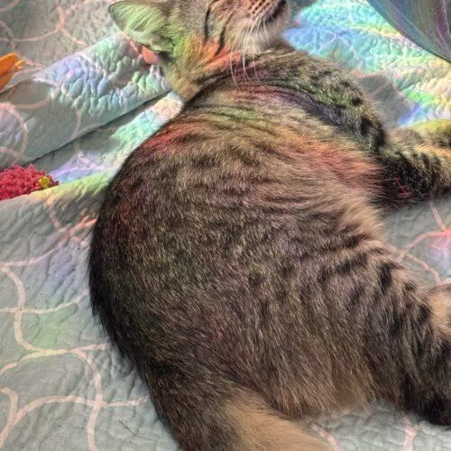 A young medium-sized male Domestic Medium Hair cat named George Pawshington for adoption in Tampa, FL