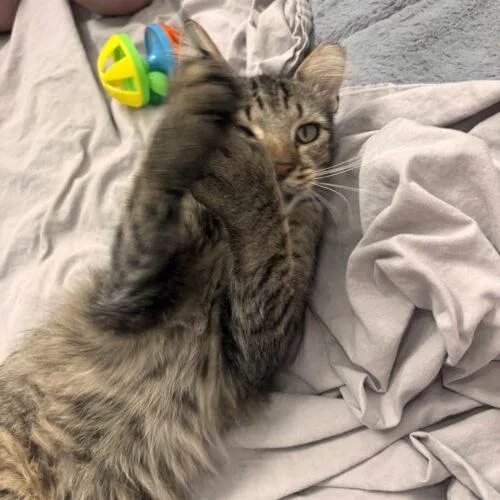George Pawshington thumbnail 5