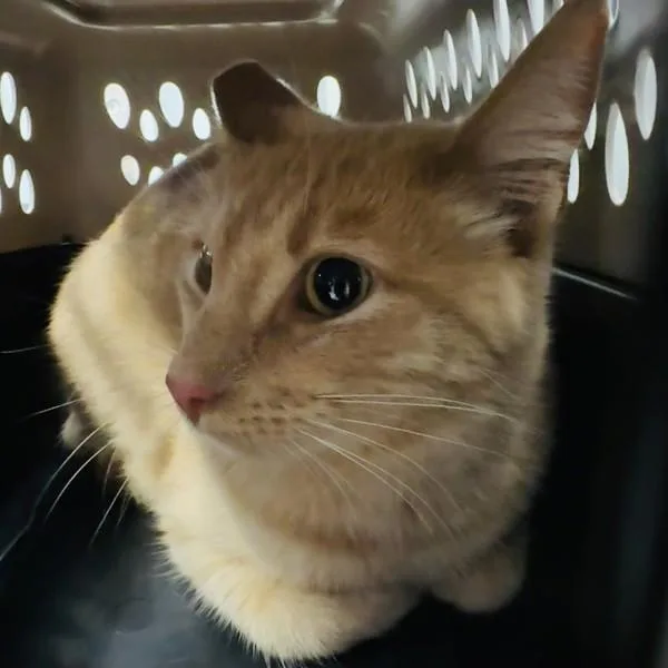An adult small-sized female Domestic Short Hair cat named Polly for adoption in Des Moines, IA
