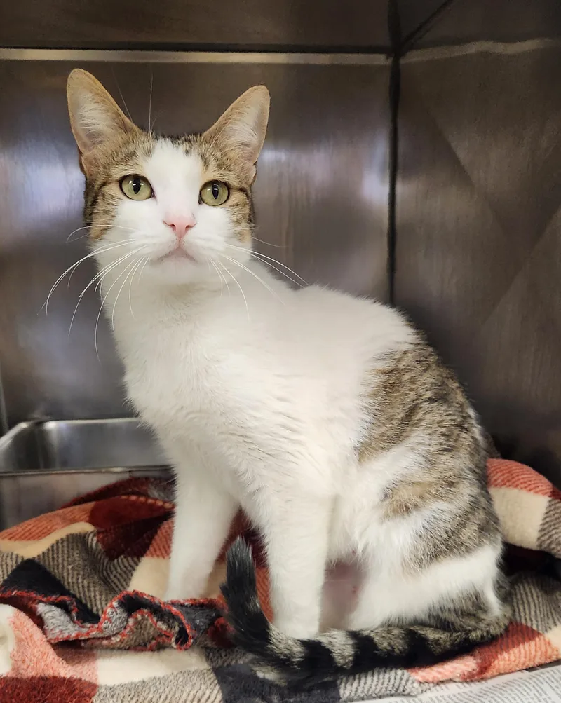 A young medium-sized female White Domestic Short Hair cat named Bingo for adoption in Clayton, NJ