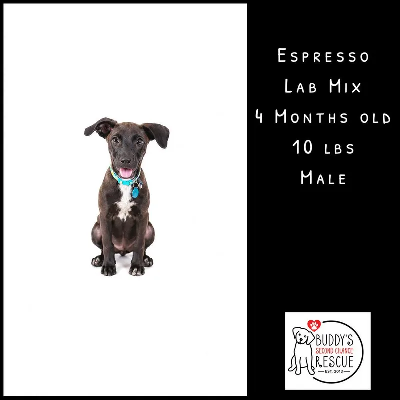 Espresso