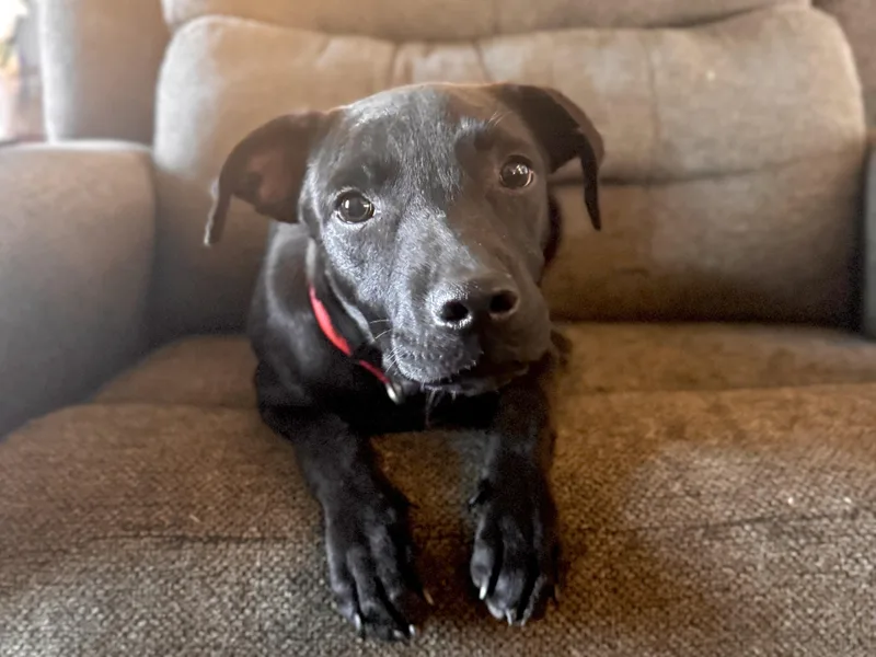 Dodgersponsored W Approved App thumbnail 2